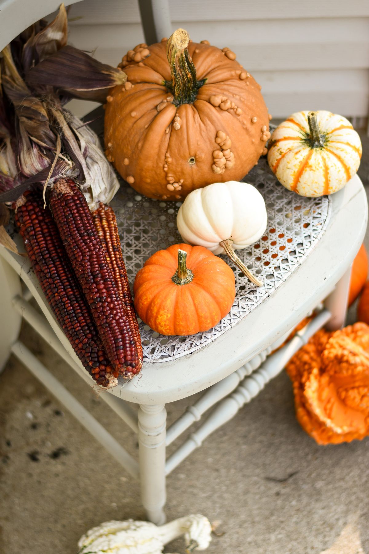 A rustic chair with assorted pumpkins and corn cobs in a fall-themed still life. Stock Photo.