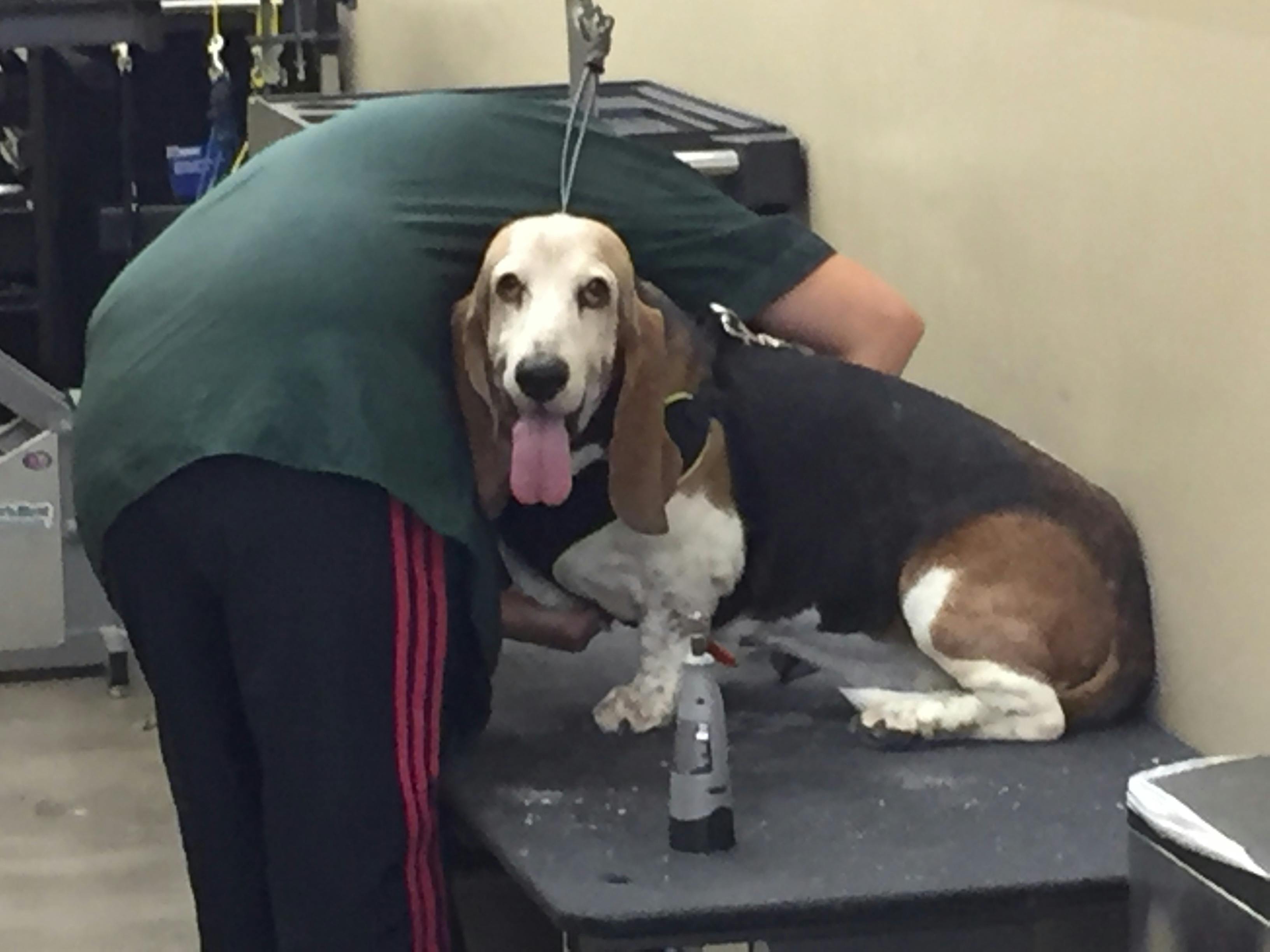 Free stock photo of basset hound, dog, grooming