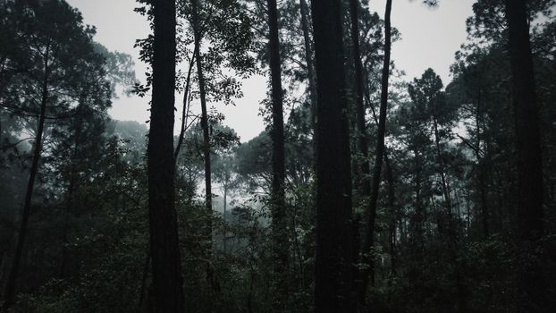 Dense forest in Mazamitla, Mexico, showcasing tall trees in a moody atmosphere.