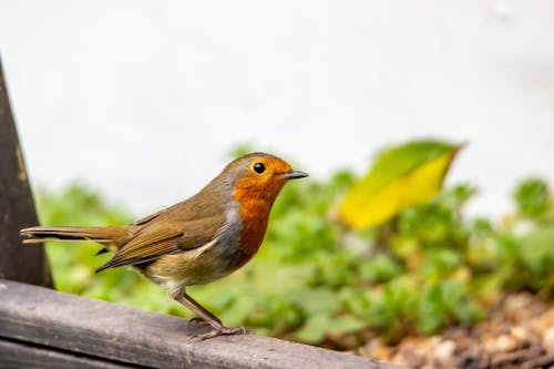 Brown and Orange Bird on Gray Wooden Fence