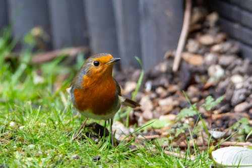 Gray and Orange Bird Perched on Green Grass