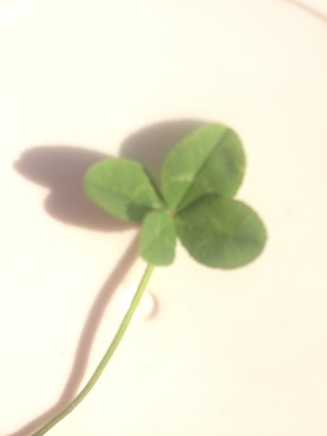 Free stock photo of 4-leaf clover, clover, four-leaf clover