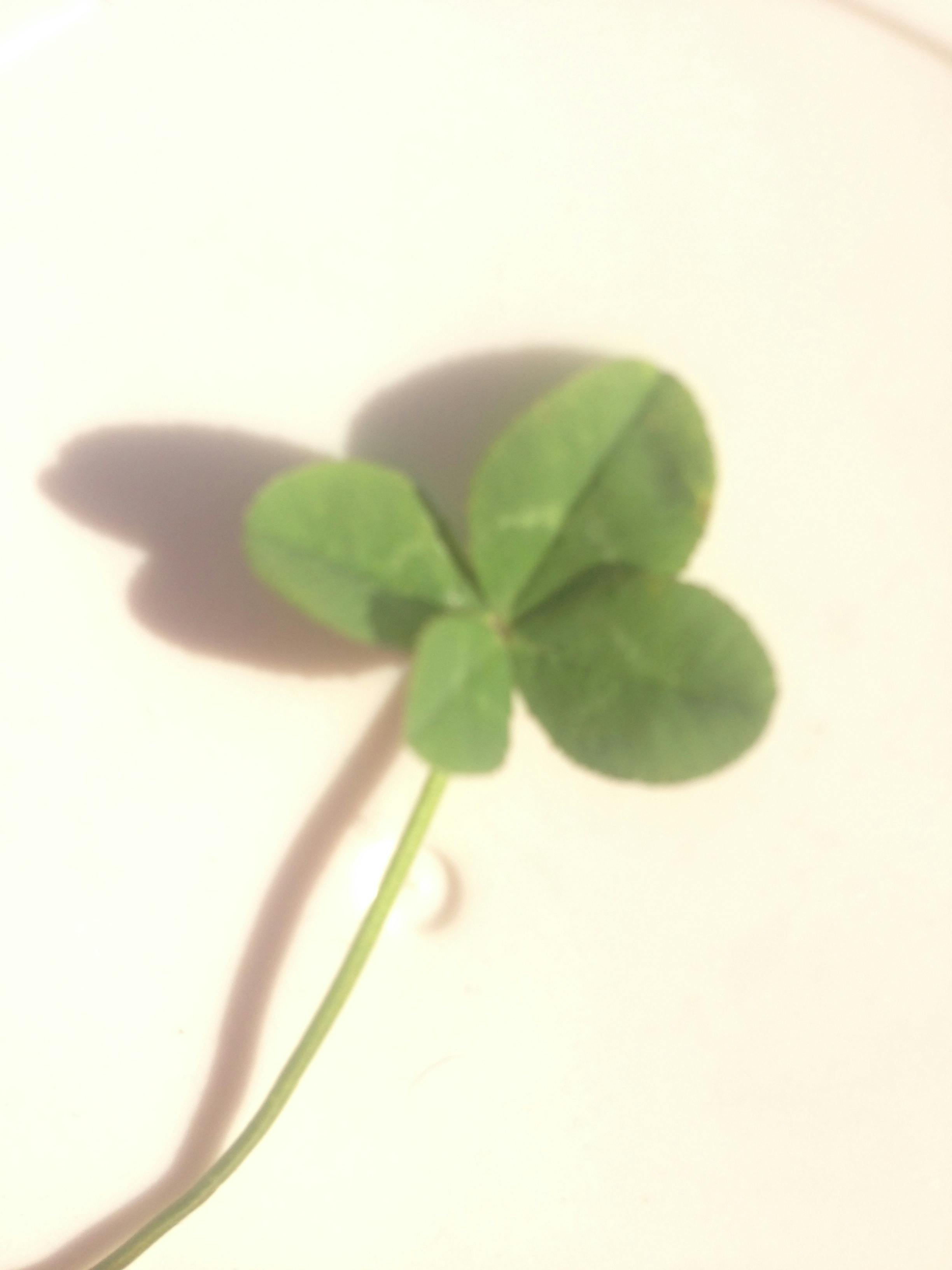 free-stock-photo-of-4-leaf-clover-clover-four-leaf-clover