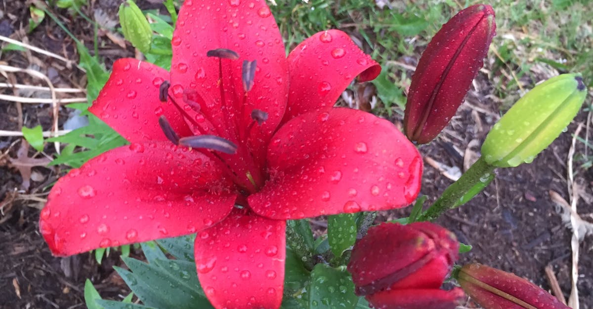 Free stock photo of flower, rain