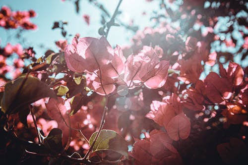 Foto profissional grátis de brilhar, cor-de-rosa, flores