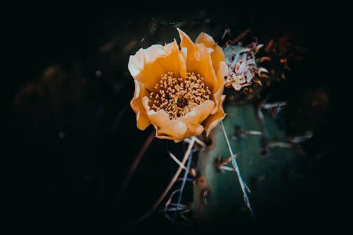 Free stock photo of cactus, flower, moody