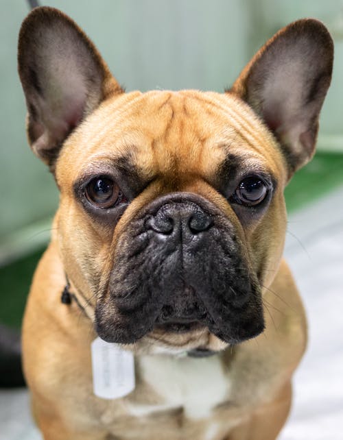 Kostenloses Stock Foto zu französische bulldogge, haustier, hund