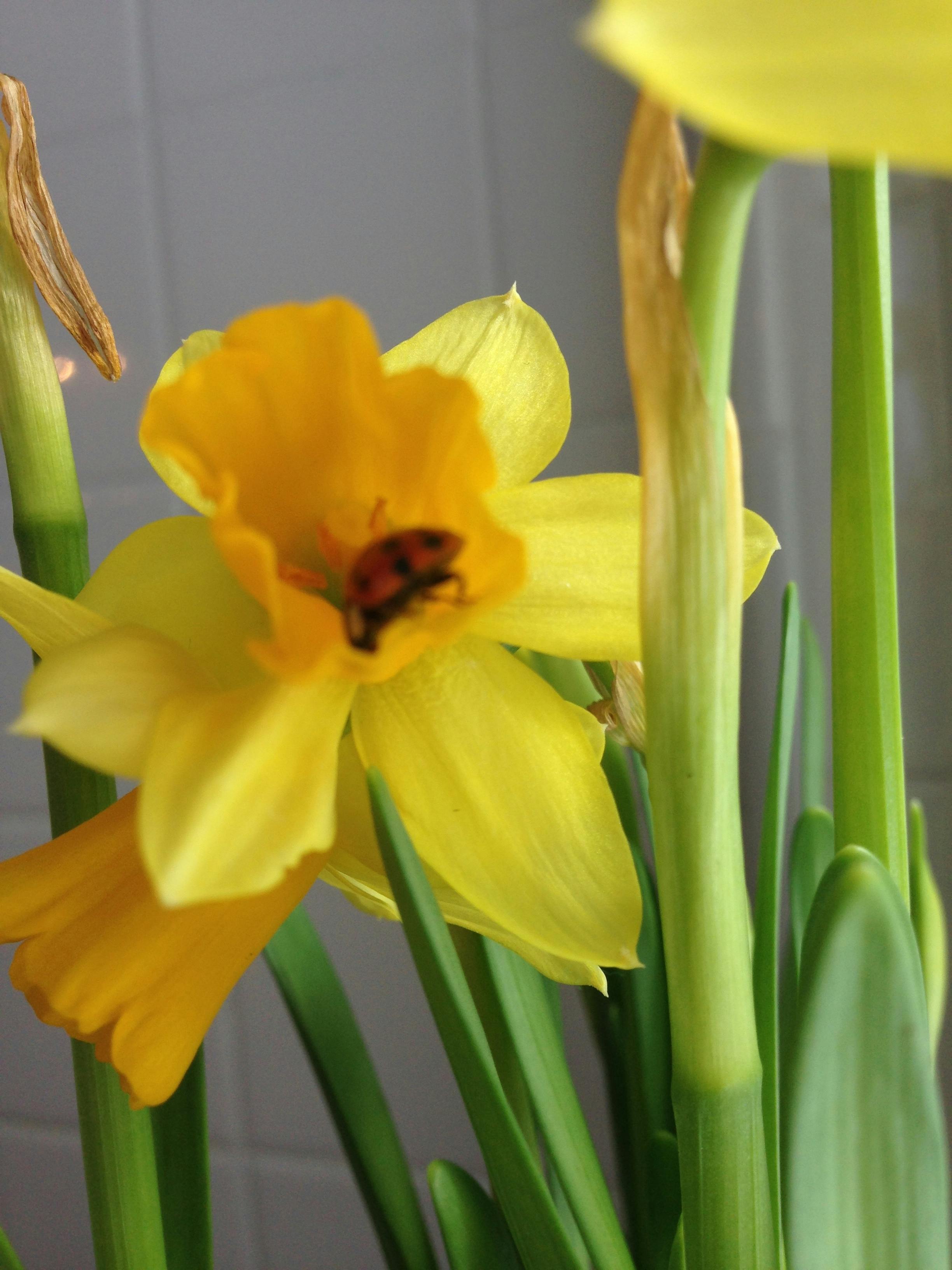 Free stock photo of beetle, daffodil, daffodils