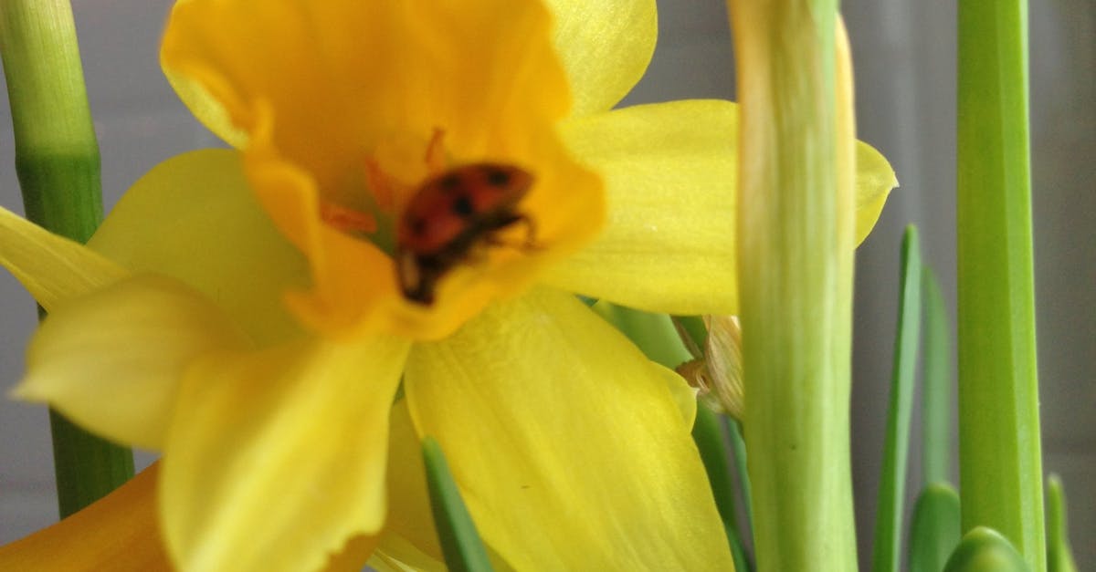 Free stock photo of beetle, daffodil, daffodils