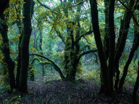 Misty forest scene with moss-covered trees in Kakheti during fall.