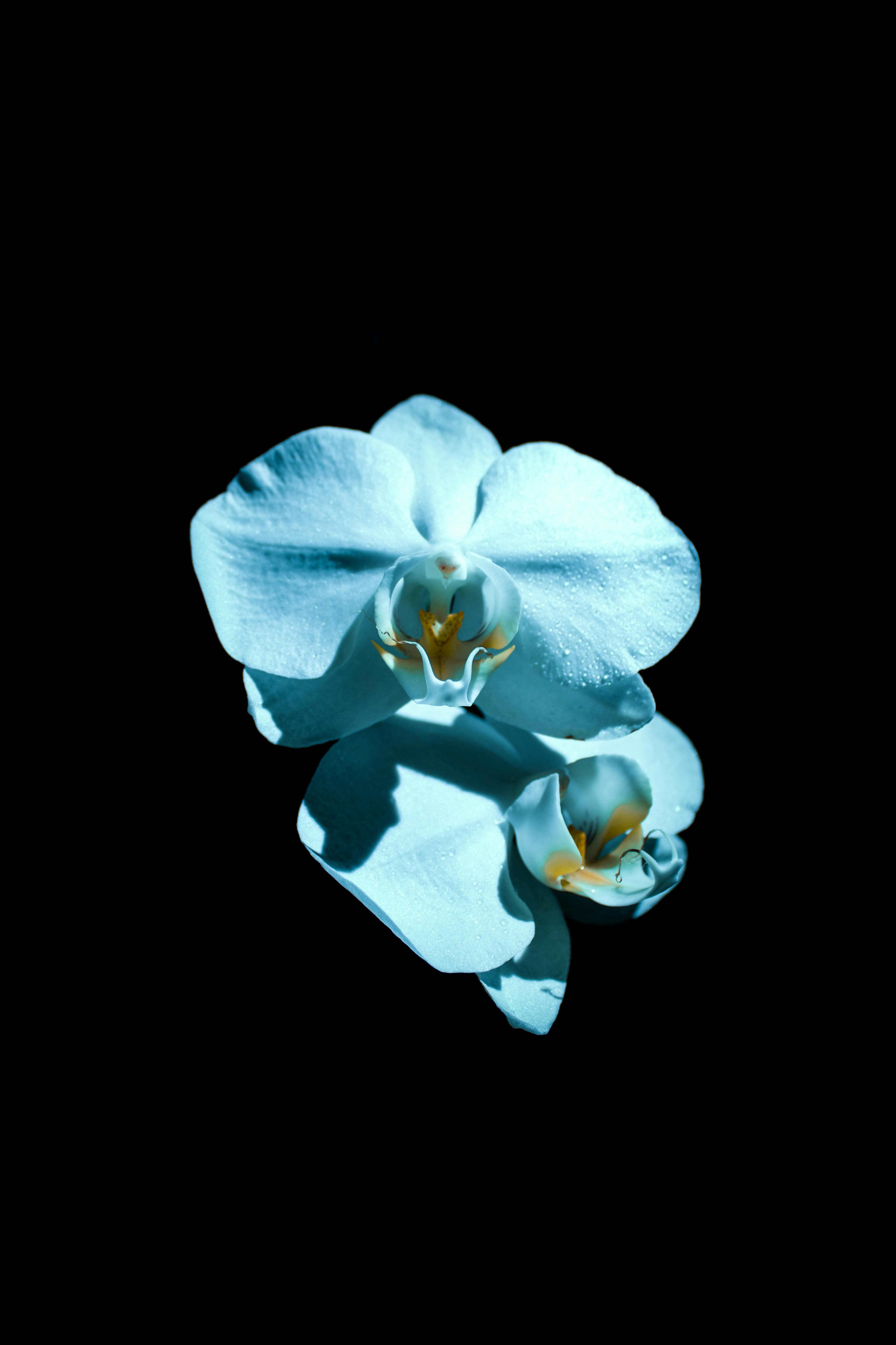 Free stock photo of black background blue flower