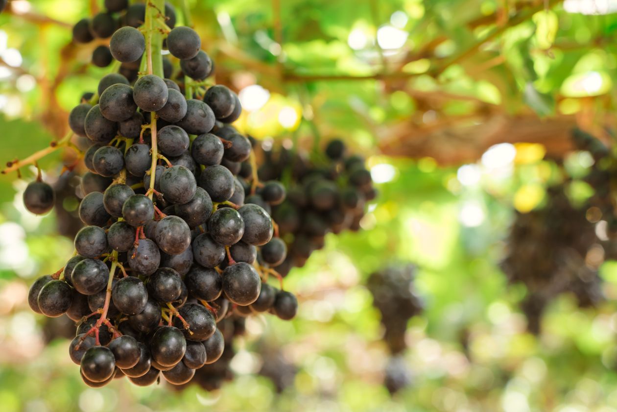 Ripe wine grapes hanging on the vine at Tannin Ridge