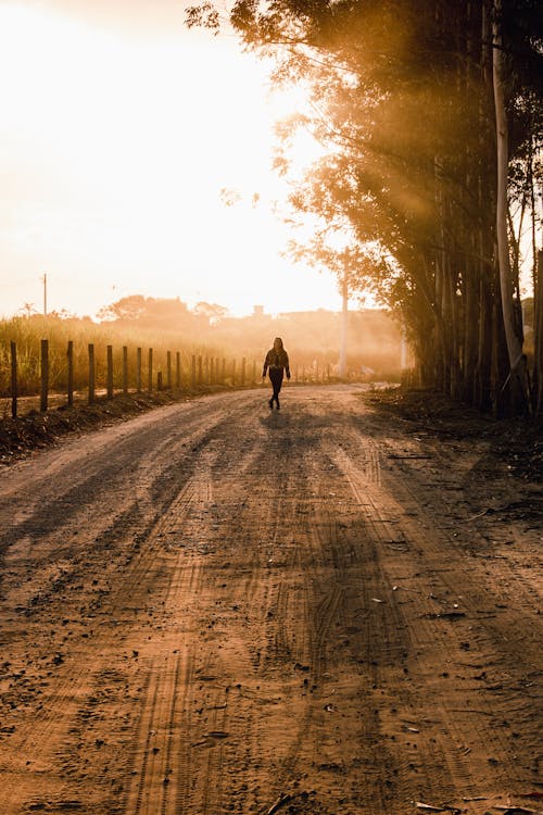 Foto d'estoc gratuïta de arbres, camí de carro, camí rural