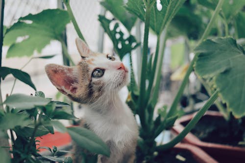 Selective Focus Photo of a Cute Kitten Near Plants