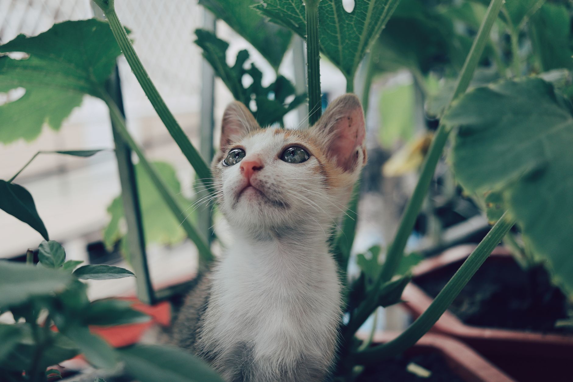 Cute kitten looking up amidst indoor plants, showcasing curiosity and charm.