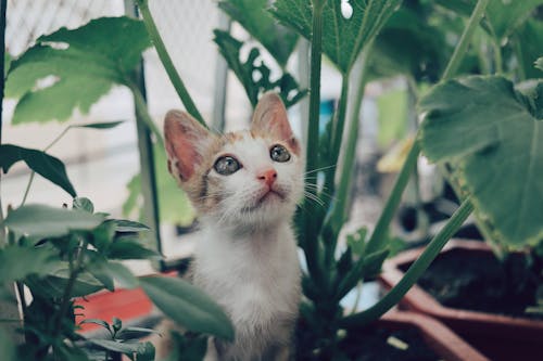 Photo of a Cute Kitten Near Green Plants