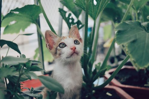 Free Close-up of a curious kitten surrounded by vibrant green plants, exploring the garden. Stock Photo