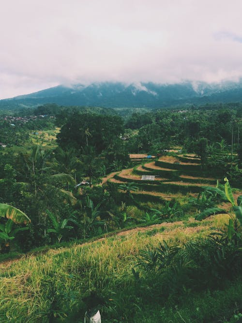 doğa, doğa fotoğrafçılığı, Endonezya içeren Ücretsiz stok fotoğraf
