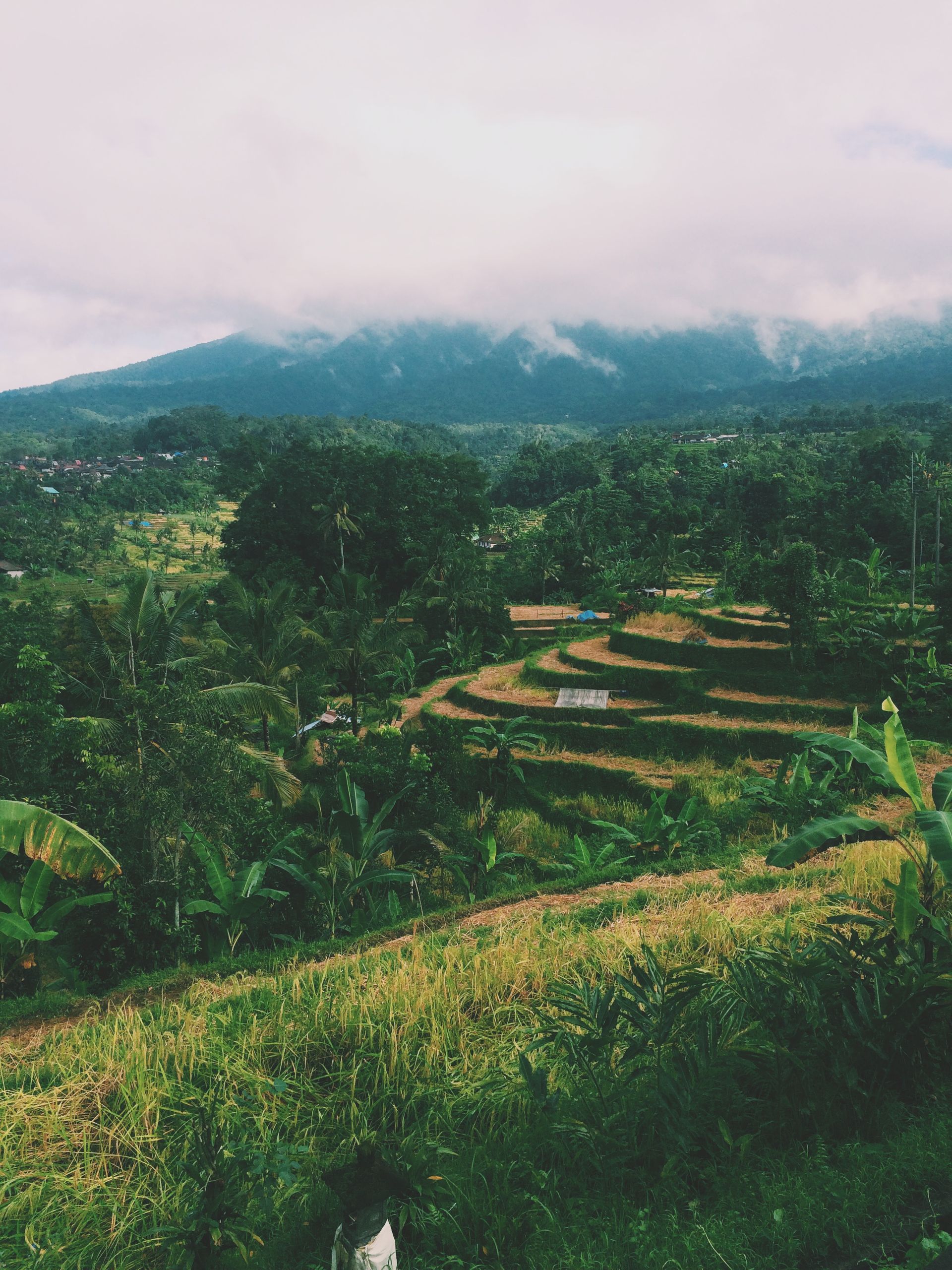 Pemandangan sawah terasering hijau dengan pegunungan berkabut di latar belakang