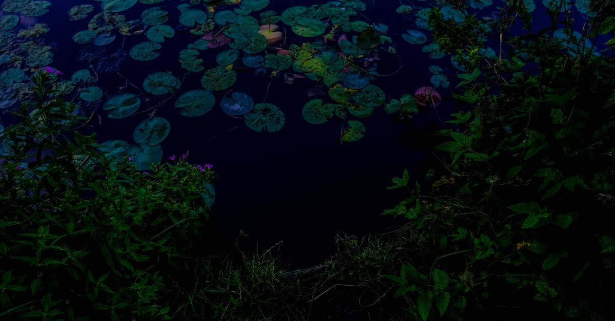 Free stock photo of dark, water, waterlily