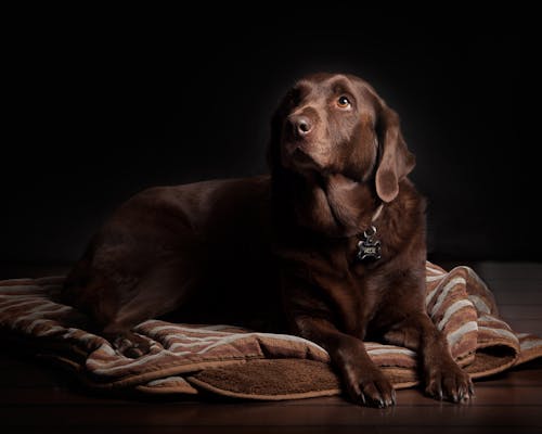 Labrador Retriever Chocolat Adulte Couché Sur Textile Rayé Marron Et Blanc