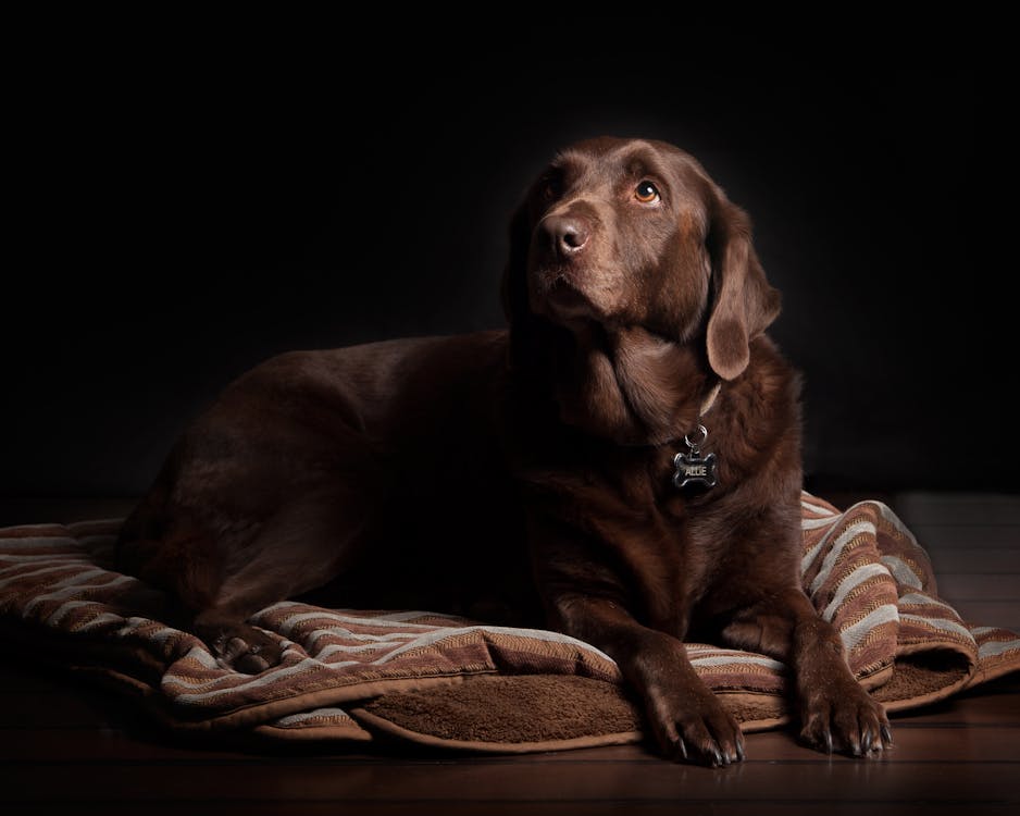 Adult Chocolate Labrador Retriever Lying on Brown and White Striped Textile