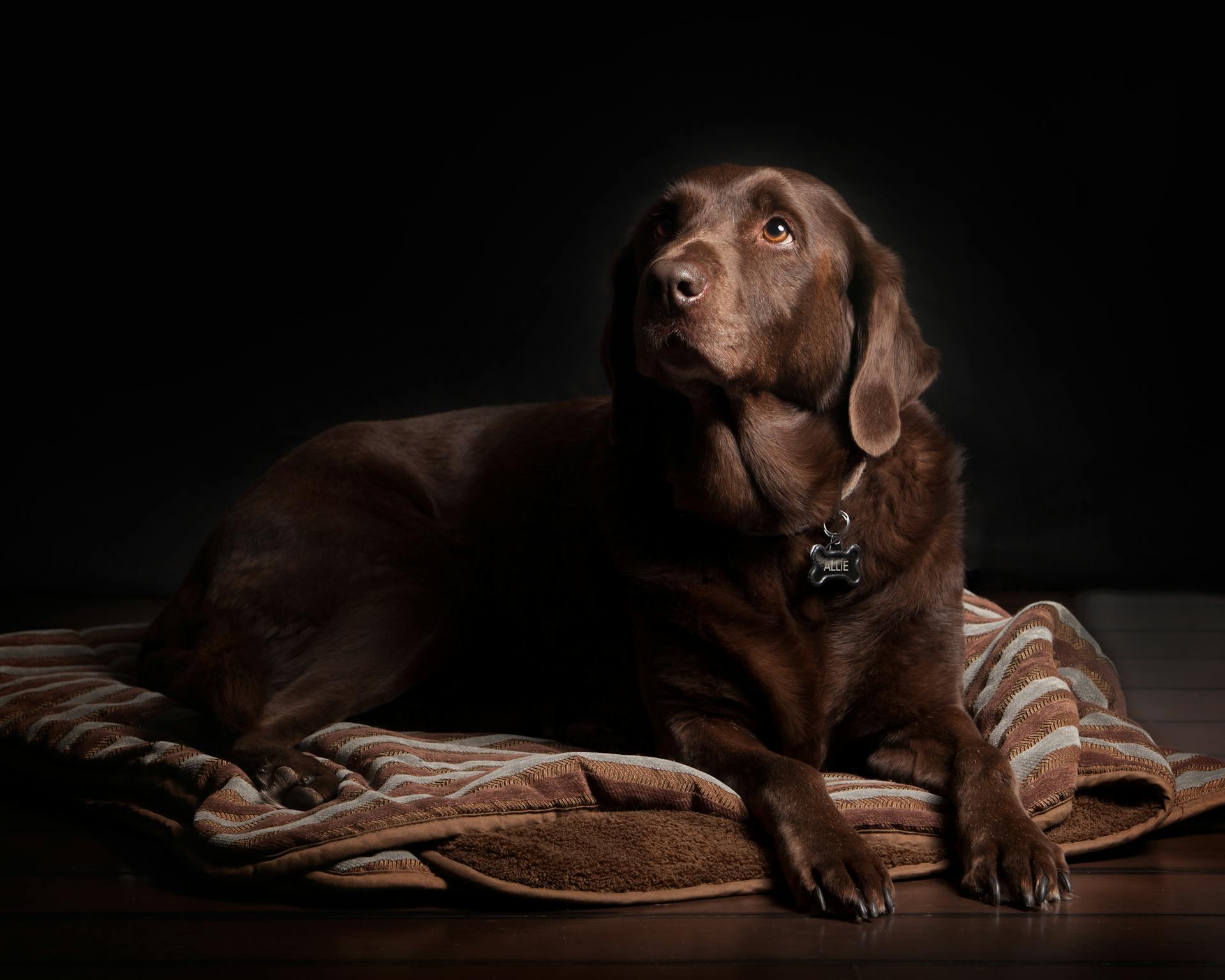 En vuxen chokladlabrador som ligger på ett brunt och vitt randigt tyg