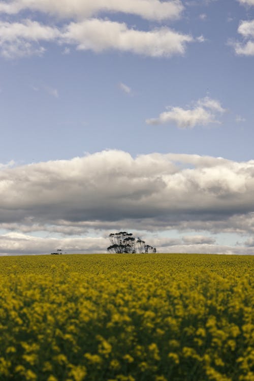 Foto d'estoc gratuïta de camp, canola, cel blau