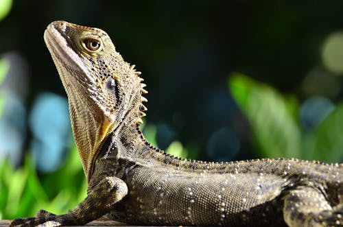 Close Up Shot of a Lizard