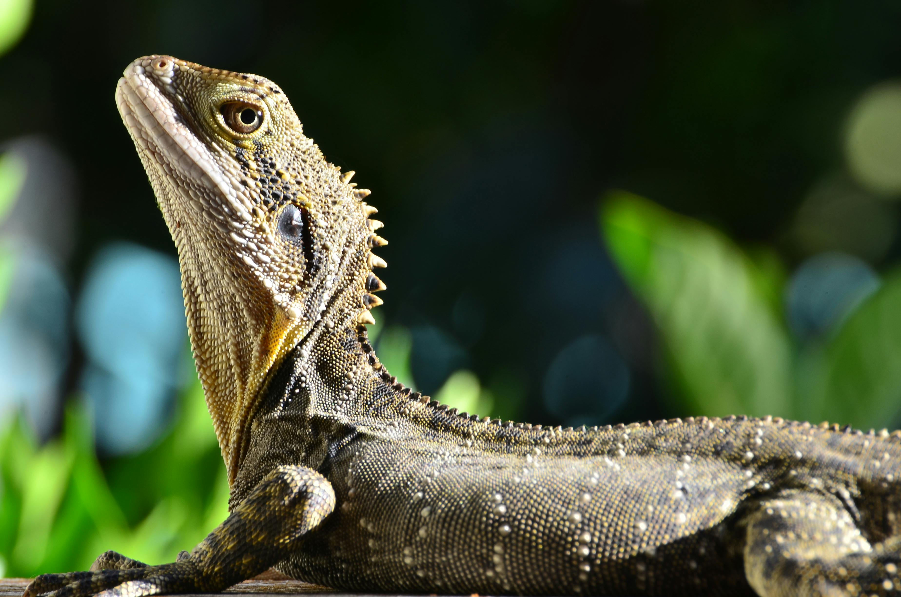 Green Iguana on Brown Tree Branch · Free Stock Photo