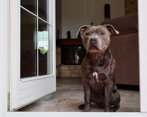 Close-Up Photo of a Brown Staffordshire Terrier Dog