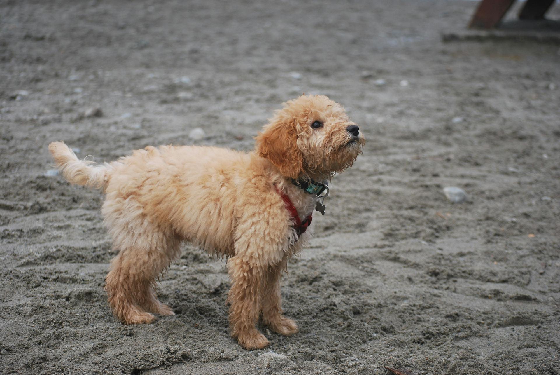 Photo of a Cute Goldendoodle Dog at the Beach