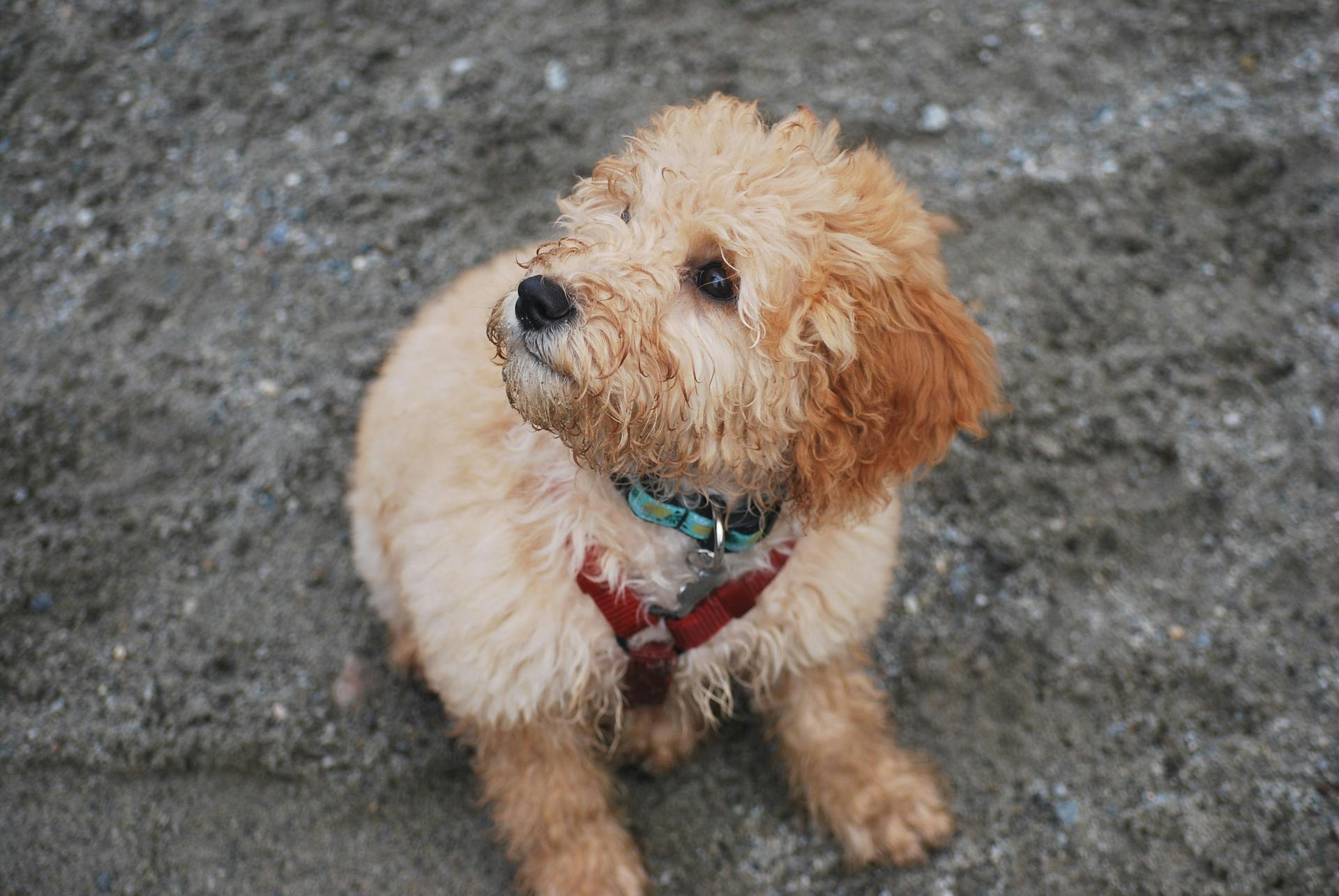 Hooghoekfoto van een schattige Goldendoodle-hond op het zand