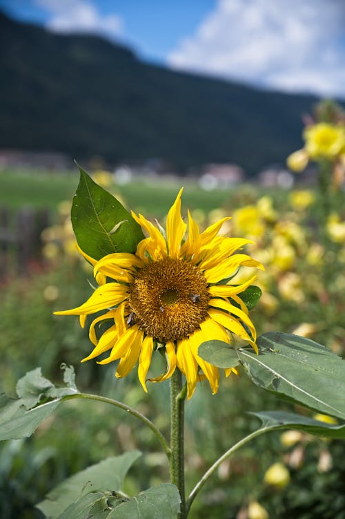 Close-Up Photo of a Wilted Sunflower