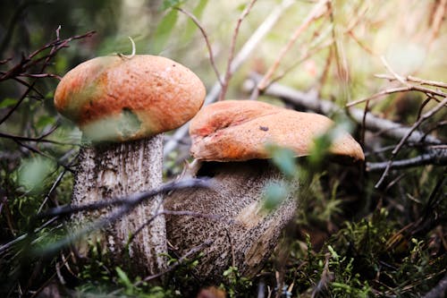 Δωρεάν στοκ φωτογραφιών με background, Boletus, macro