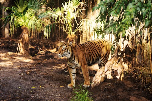 Free Photo of a Tiger at the Zoo Stock Photo
