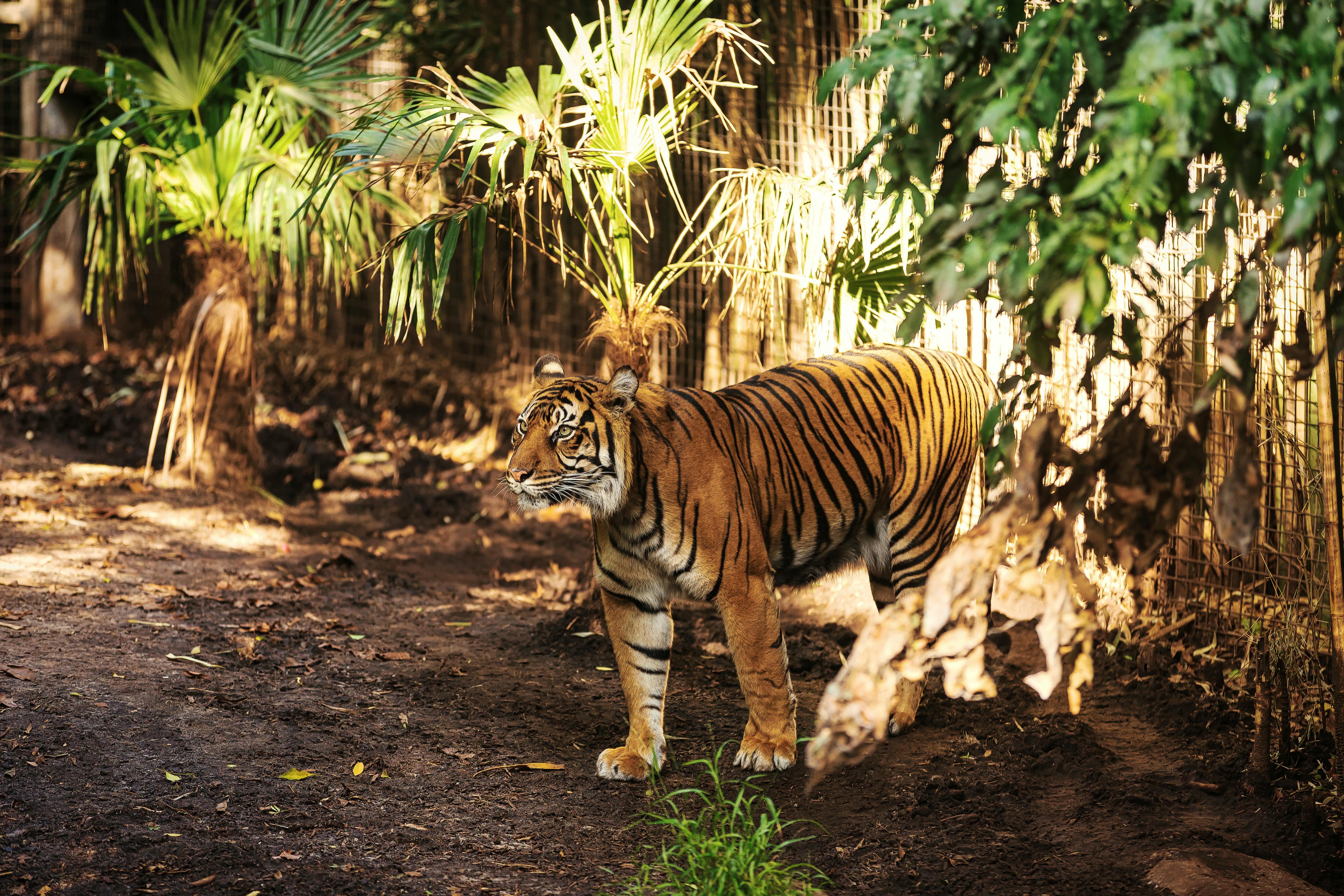 Tiger in Forest · Free Stock Photo Tiger in Forest · Free Stock Photo