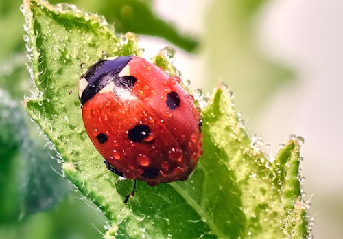 Δωρεάν στοκ φωτογραφιών με background, beetle, macro