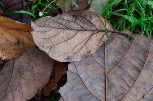Безкоштовне стокове фото на тему «земля, коричневий, листя»