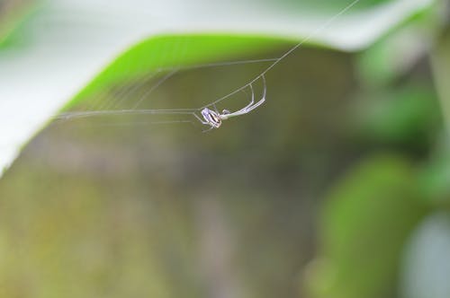 Selektive Fokusfotografie Der Spinne