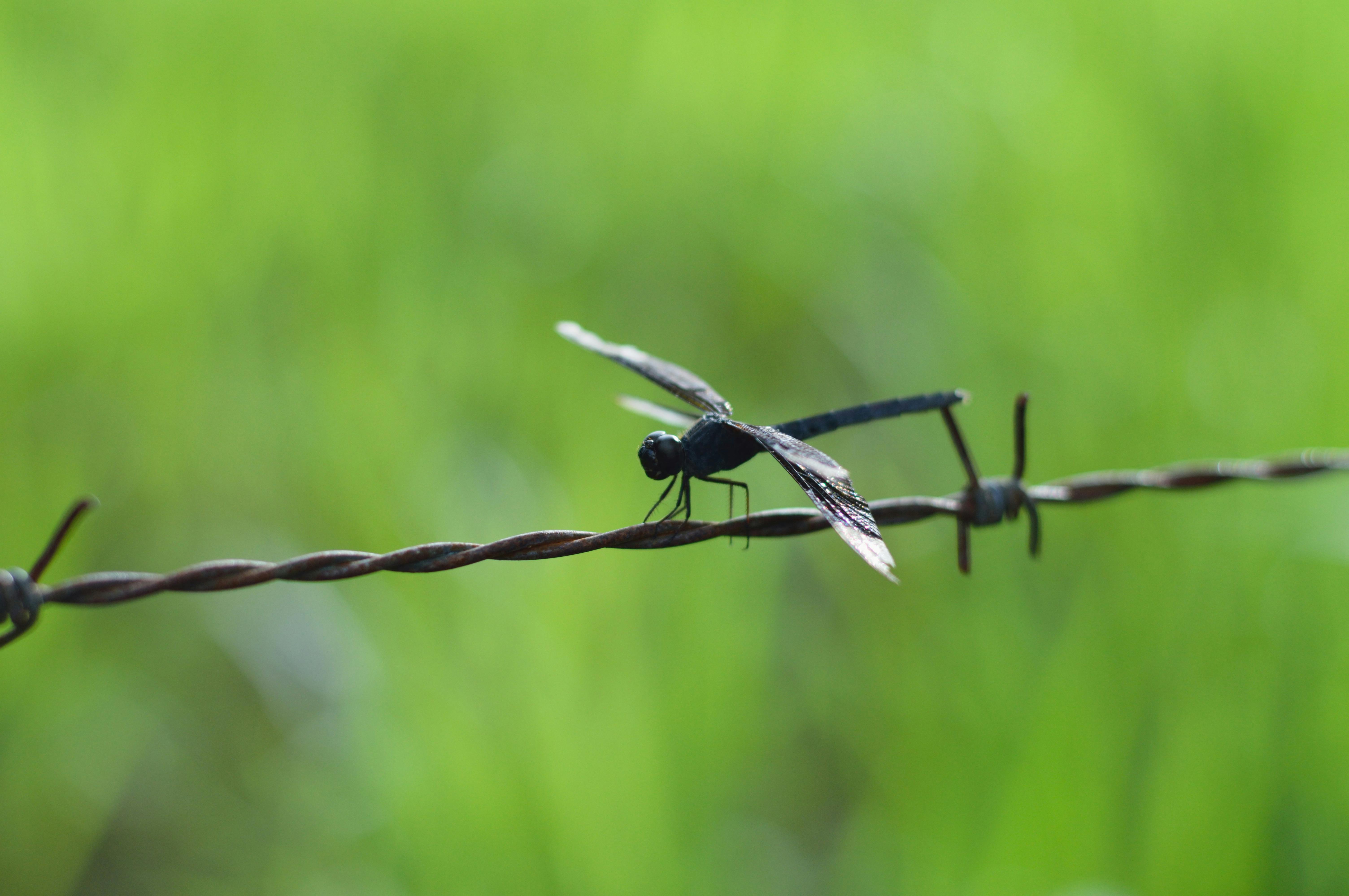 black dragonfly