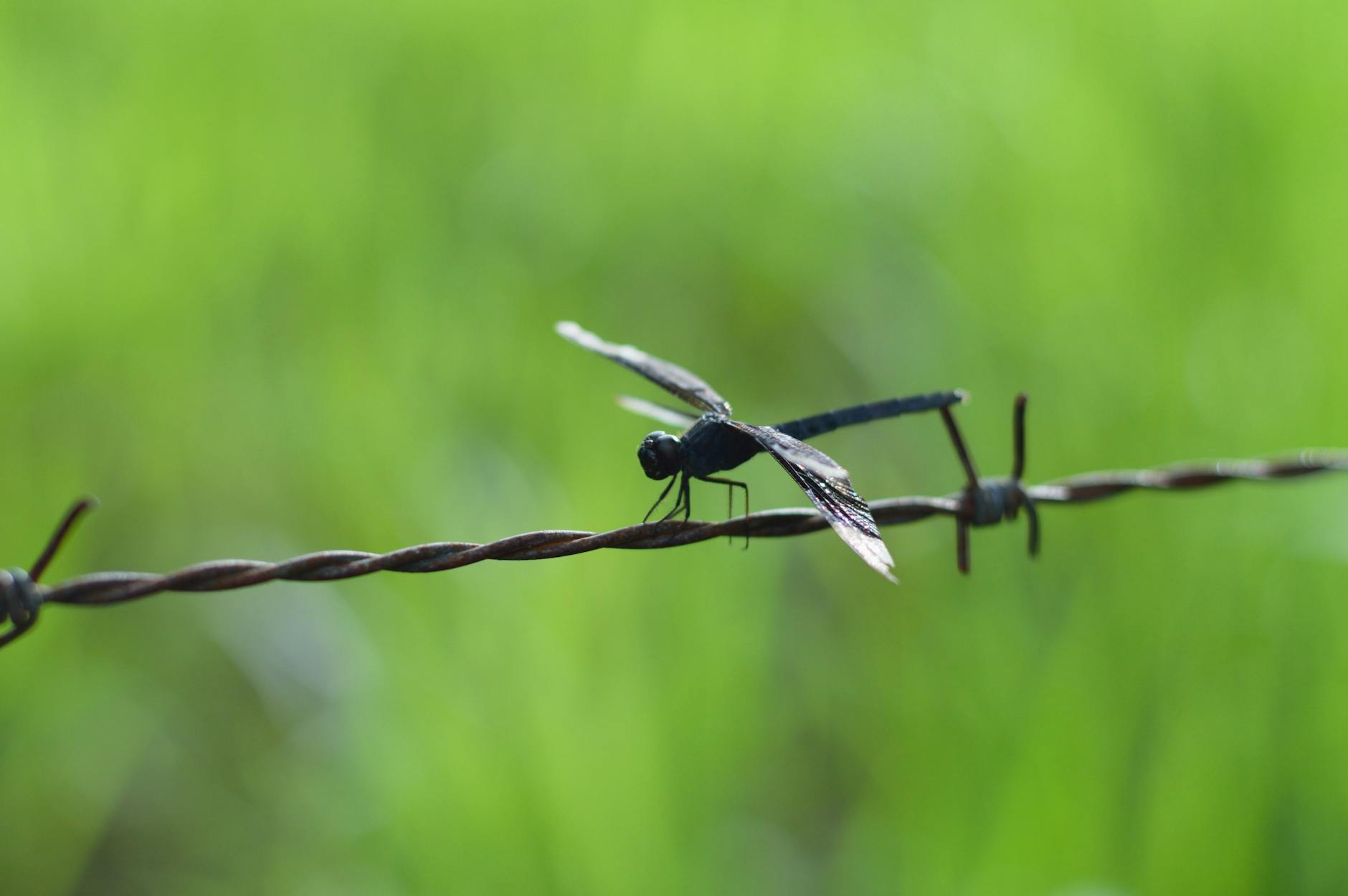 Black Dragonfly · Free Stock Photo