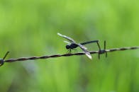 铁丝网上栖息着一个小丑的宏观镜头，背景是模糊的绿色