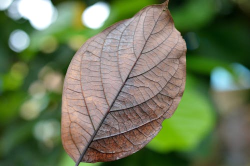 Dried Leaf