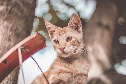Orange Tabby Cat Odak Fotoğrafı