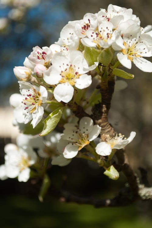 Free stock photo of beautiful flowers, pear flowers