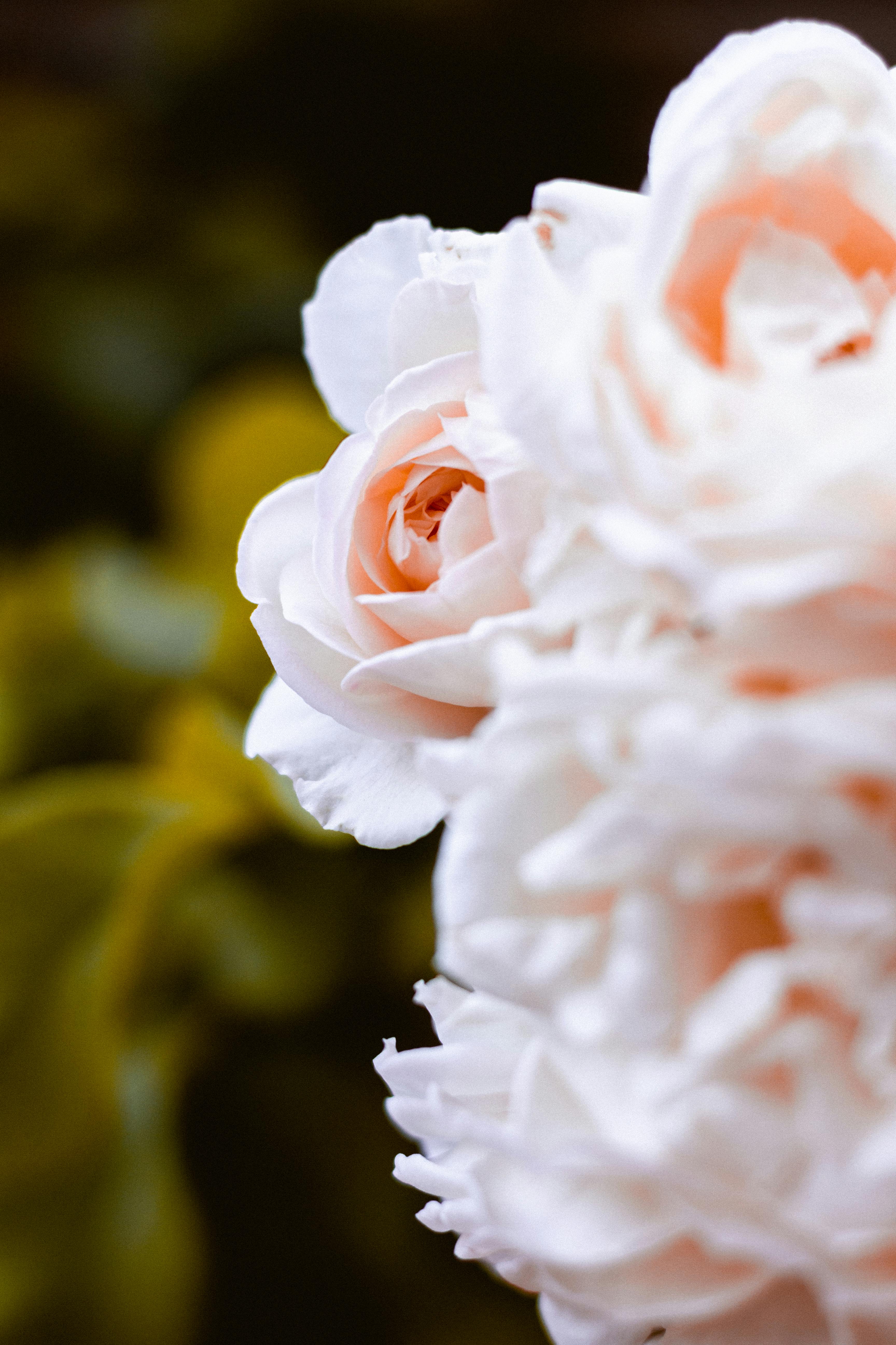 Bundle Roses Photos, Download The BEST Free Bundle Roses Stock Photos ...