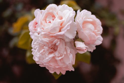 Free Close-Up Photo of Pink Flowers in Bloom Stock Photo