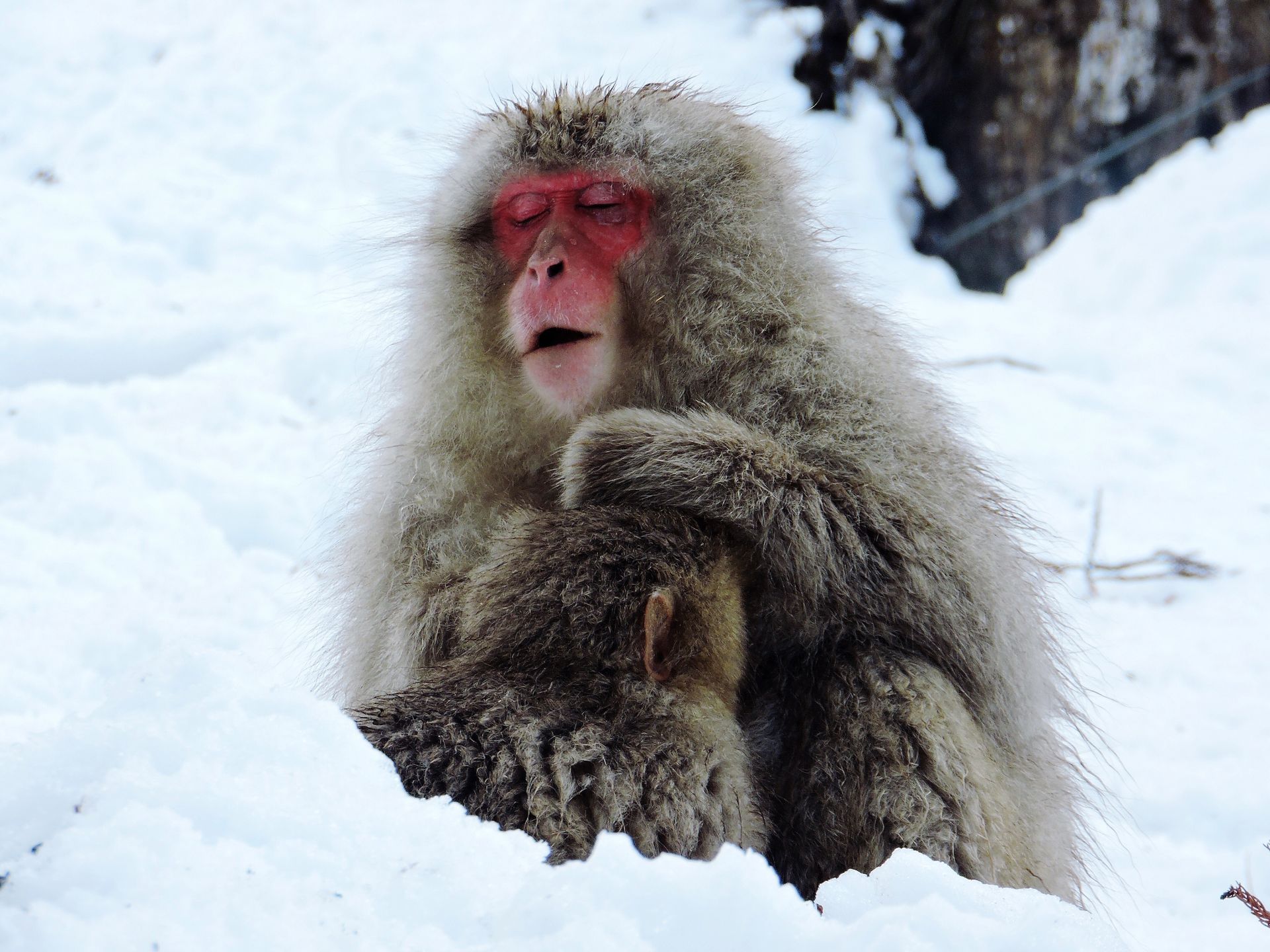 Cute hairy Japanese macaques with red face sitting on white snowy ground in forest on cold winter day in nature