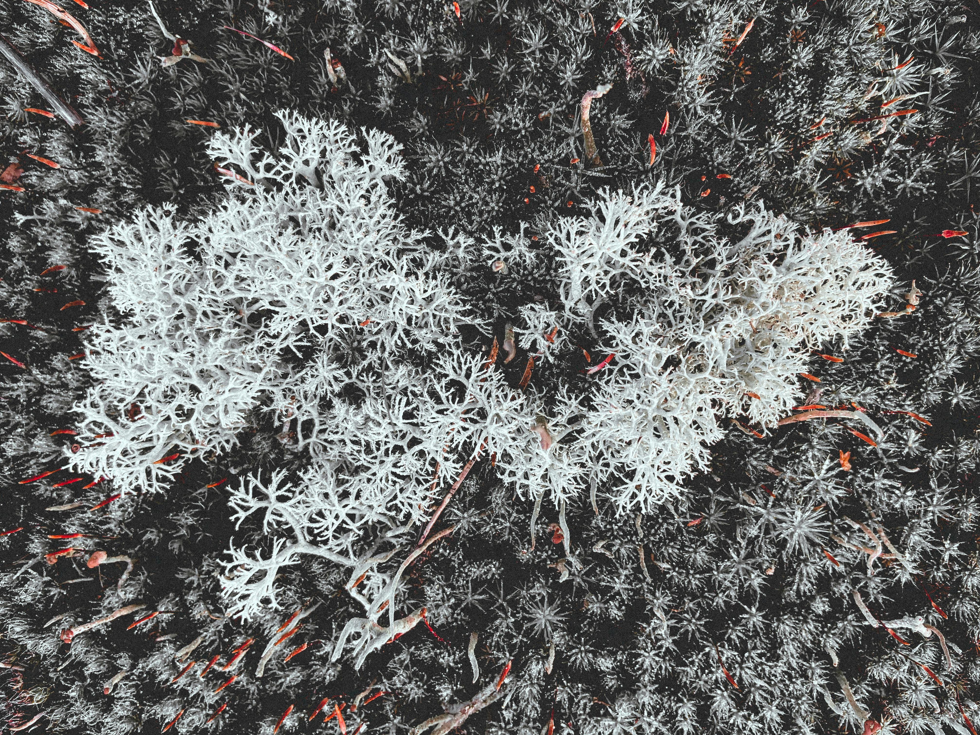 Rocío Blanco: Bioindicador de Heladas y Estrategias Agrícolas